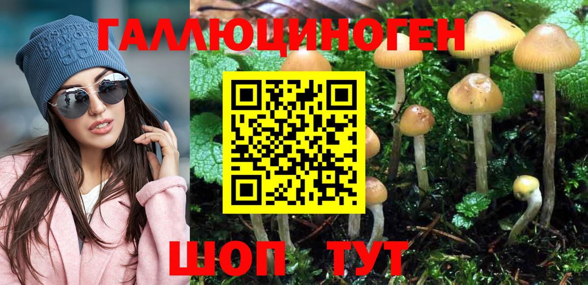 Галлюциногенные грибы Psilocybe Сокол